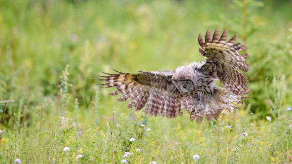 great grey owl 11