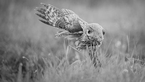 great grey owl 19