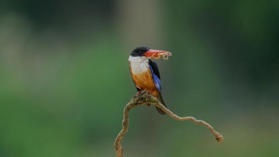 Black capped Kingfisher 2