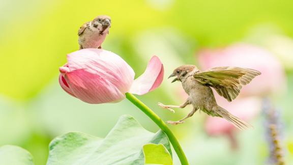 Lotus Pond 2