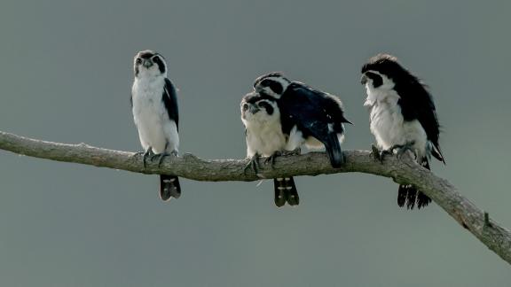 Pied Falconet