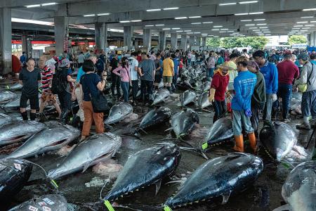 Bluefin tuna market