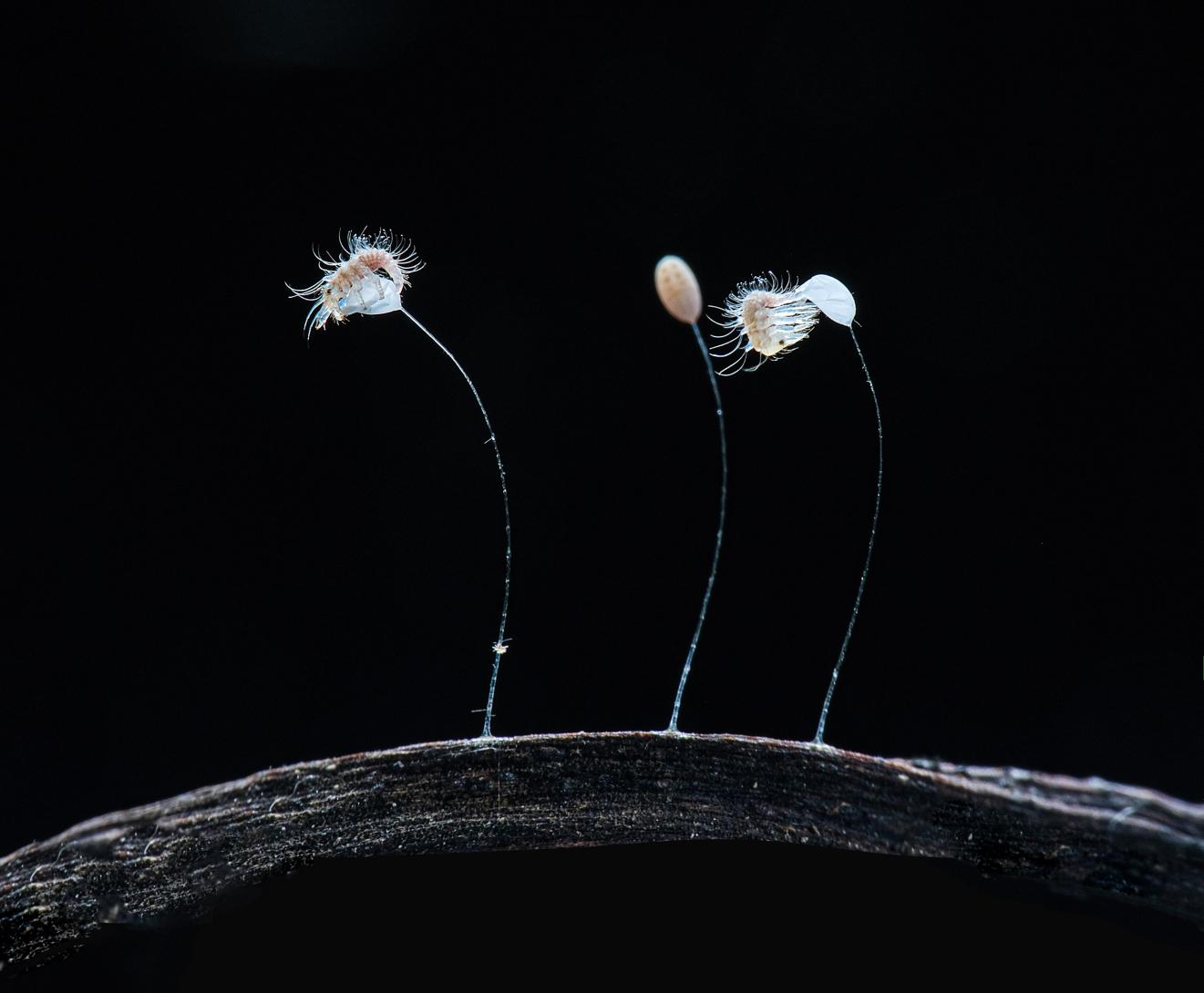 Baby lacewing emerges from shell