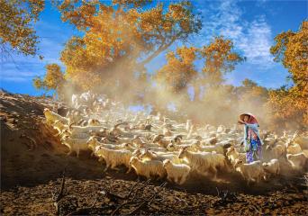 Shepherd raising sheep