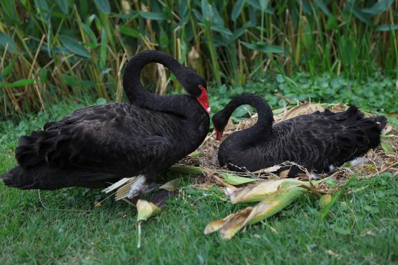 Black swans in love