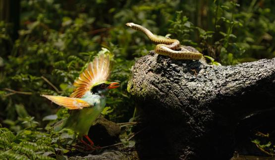 Bird Snake Battle 2