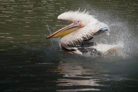 Playing Water White Pelican