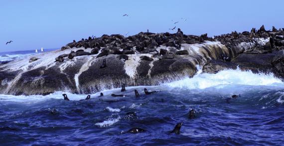 Seal Island