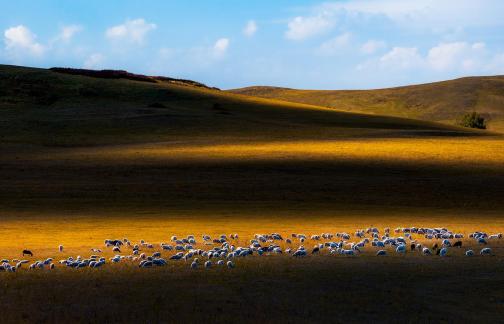 Grassland Pastoral