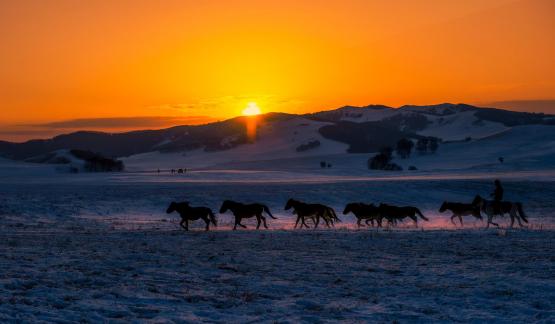 The Horse Returning at Dusk