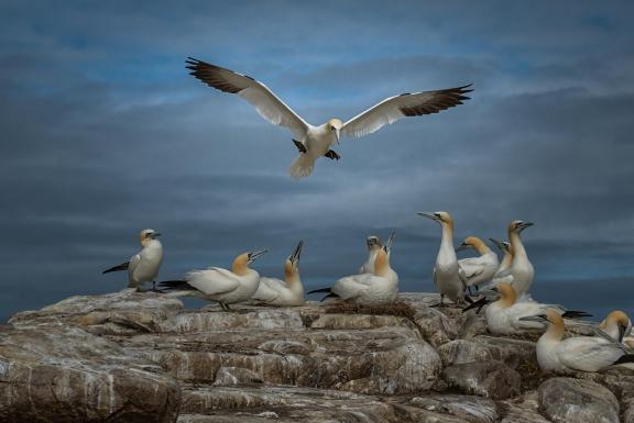 Gannets at Saltee Island