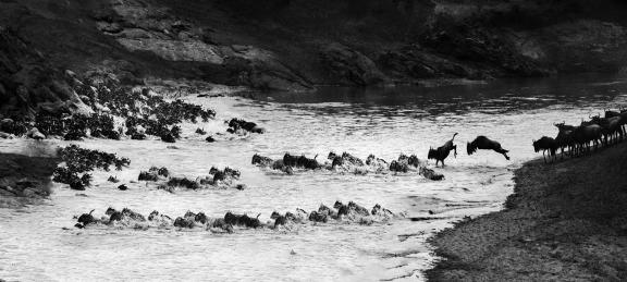 Wildebeest cross the river1