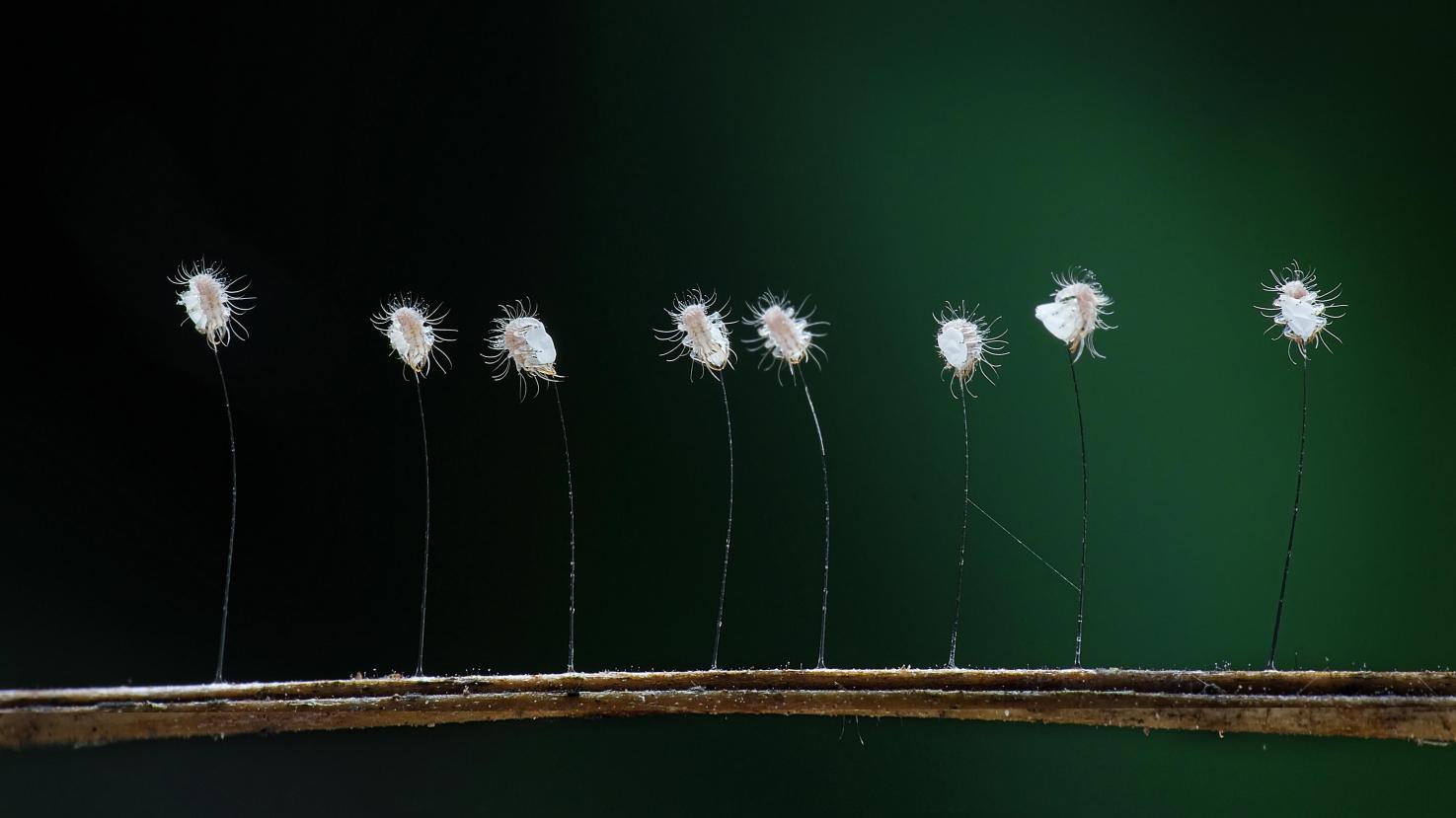 Lacewing eggs hatch