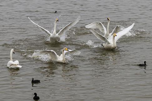 swan dance