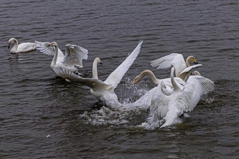 Swans playing in the water