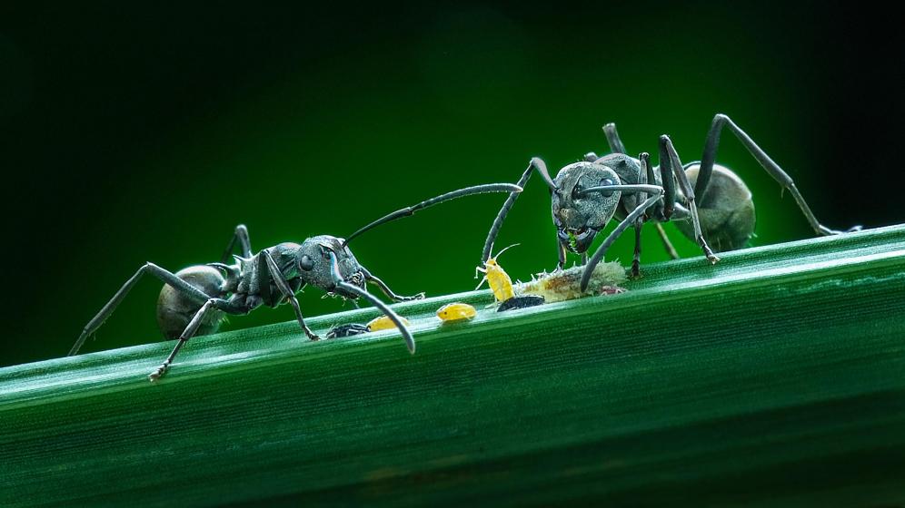 Ants and budworms