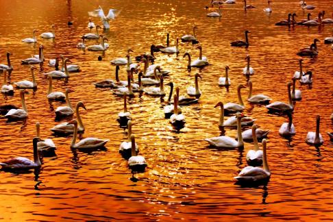 Evening at Swan Lake