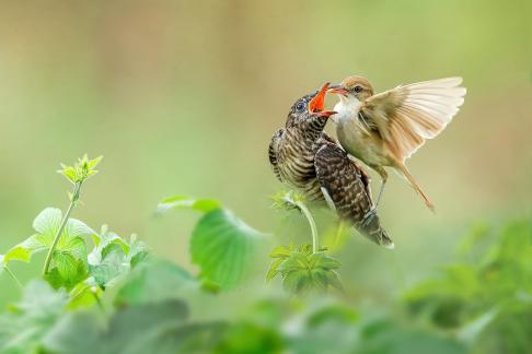 Great reed warbler feeding cuckoo 4