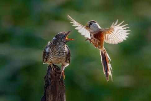 Paradoxornis heudei feed the cuckoo