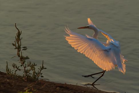 Egret Dance5