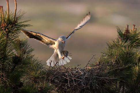 Elanus caeruleus baby dinner