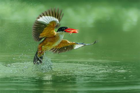 kingfisher jumping out