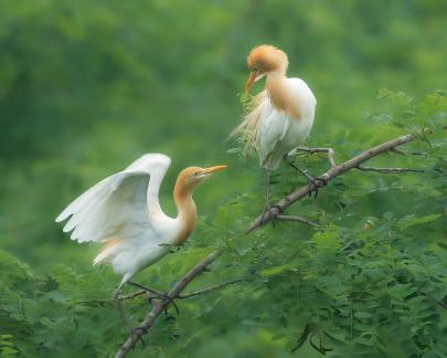 cattle egret A