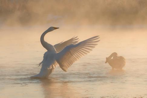 Frozen Swans B