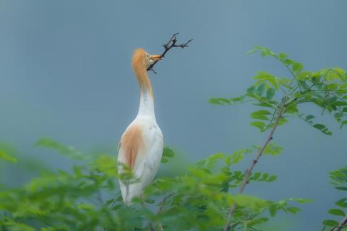 cattle egret D