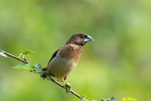 white rumped munia A