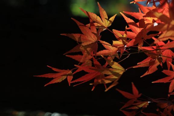 Drunken Red Maple Leaf