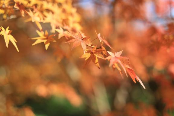 Maple Leaf Blooming Yellow