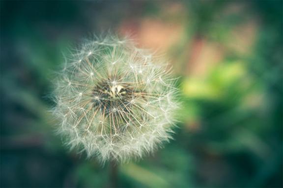 Dandelion Dreams