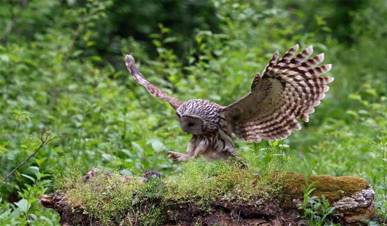 Forest owl catches forest mice