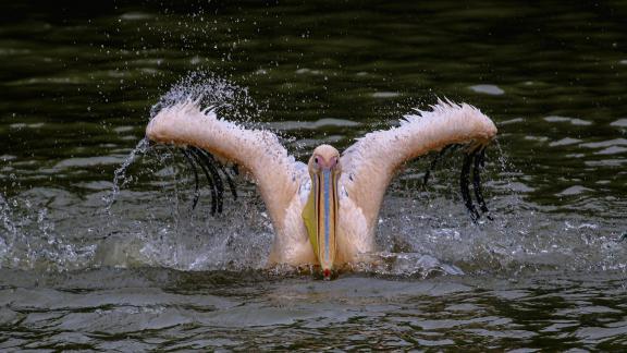 Pelicans graceful posture